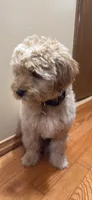 Camila, a female Shih Tzu and Poodle - Toy  for sale in North Chicago, IL – 4 of 4