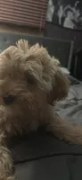 Camila, a female Shih Tzu and Poodle - Toy  for sale in North Chicago, IL – 3 of 4