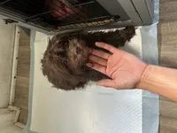 Shihpoo, a male Shihpoo for sale in Polkton, NC – 2 of 5