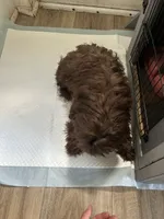 Shihpoo, a male Shihpoo for sale in Polkton, NC – 5 of 5