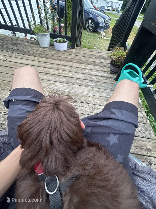 Shihpoo – Shihpoo puppy for sale in Polkton, NC