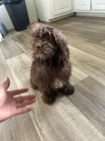 Shihpoo, a male Shihpoo for sale in Polkton, NC – 4 of 5