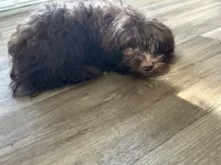 Shihpoo, a male Shihpoo for sale in Polkton, NC – 3 of 5
