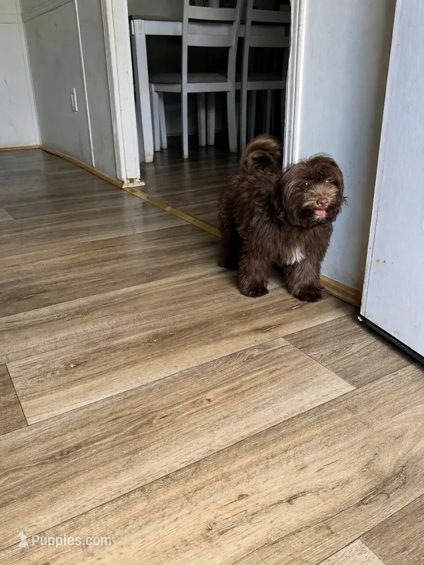 Shihpoo – Shihpoo puppy for sale in Polkton, NC