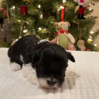 Jovie, a female Havanese for sale in Robert, LA – Photo 4 of 4