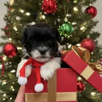 Jovie, a female Havanese for sale in Robert, LA – Photo 2 of 4