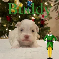 Buddy, a male Havanese for sale in Robert, LA – Photo 3 of 4