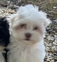 Buddy, a male Havanese for sale in Robert, LA – Photo 1 of 4