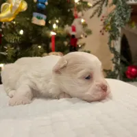 Buddy, a male Havanese for sale in Robert, LA – Photo 4 of 4