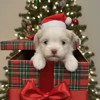 Buddy, a male Havanese for sale in Robert, LA – Photo 2 of 4