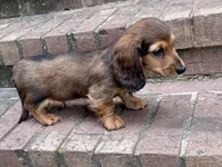 LOUIE, a male Miniature Dachshund for sale in Cave City, AR – 3 of 9