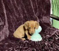 Tallulah, a female Miniature Dachshund for sale in Cave City, AR – 8 of 9
