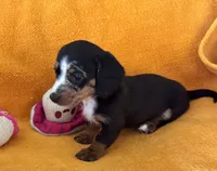 DANKA, a female Miniature Dachshund for sale in Cave City, AR – 3 of 6