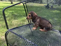 LOUIE, a male Miniature Dachshund for sale in Cave City, AR – 5 of 9