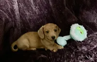 Tallulah, a female Miniature Dachshund for sale in Cave City, AR – 4 of 9