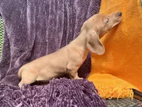 Tallulah, a female Miniature Dachshund for sale in Cave City, AR – 2 of 9