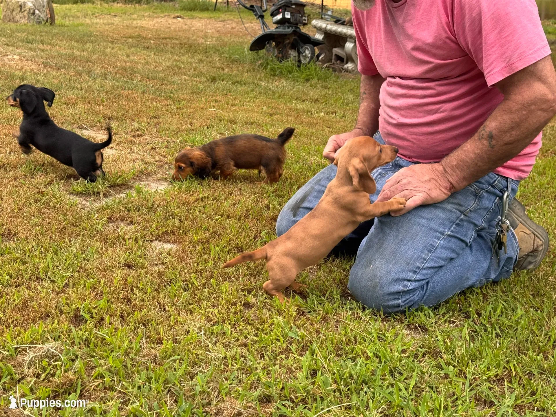Tallulah, a female Miniature Dachshund for sale in Cave City, AR – 2 of 9