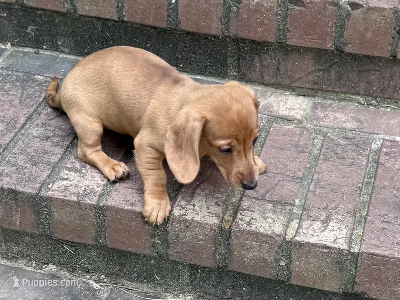 Tallulah – Miniature Dachshund puppy for sale in Cave City, AR