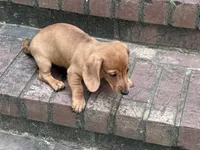 Tallulah, a female Miniature Dachshund for sale in Cave City, AR – 9 of 9