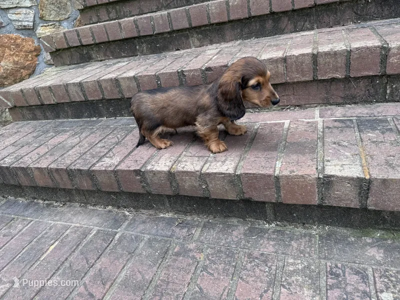 LOUIE – Miniature Dachshund puppy for sale in Cave City, AR