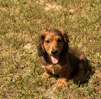 LOUIE, a male Miniature Dachshund for sale in Cave City, AR – 5 of 10