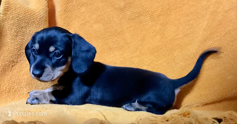 RAINY – Miniature Dachshund puppy for sale in Cave City, AR