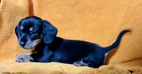 RAINY, a female Miniature Dachshund for sale in Cave City, AR – 1 of 4