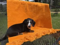 DANKA, a female Miniature Dachshund for sale in Cave City, AR – 5 of 6