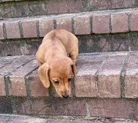 Tallulah, a female Miniature Dachshund for sale in Cave City, AR – 6 of 9