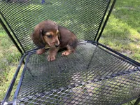 LOUIE, a male Miniature Dachshund for sale in Cave City, AR – 4 of 9