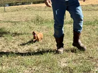 Tallulah, a female Miniature Dachshund for sale in Cave City, AR – 2 of 9