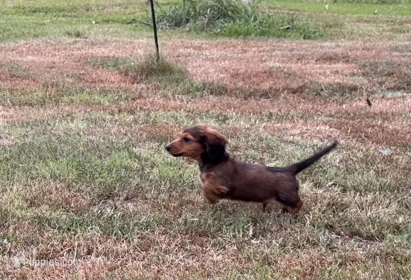 LOUIE – Miniature Dachshund puppy for sale in Cave City, AR