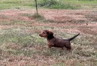 LOUIE, a male Miniature Dachshund for sale in Cave City, AR – 1 of 10