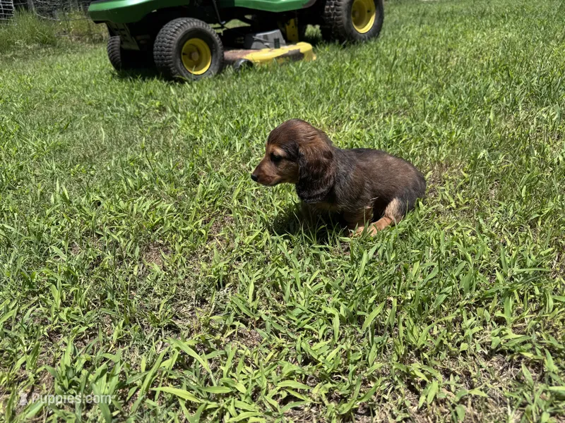 LOUIE – Miniature Dachshund puppy for sale in Cave City, AR