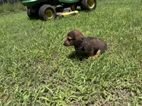 LOUIE, a male Miniature Dachshund for sale in Cave City, AR – 1 of 9
