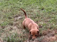 Tallulah, a female Miniature Dachshund for sale in Cave City, AR – 9 of 9