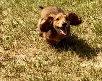 LOUIE, a male Miniature Dachshund for sale in Cave City, AR – 10 of 10