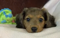 LOUIE, a male Miniature Dachshund for sale in Cave City, AR – 7 of 10