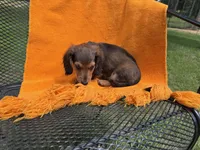 LOUIE, a male Miniature Dachshund for sale in Cave City, AR – 7 of 9