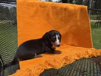DANKA, a female Miniature Dachshund for sale in Cave City, AR – 4 of 6