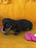 RAINY, a female Miniature Dachshund for sale in Cave City, AR – 3 of 4