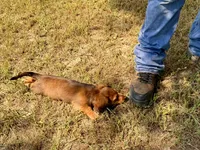 LOUIE, a male Miniature Dachshund for sale in Cave City, AR – 6 of 10