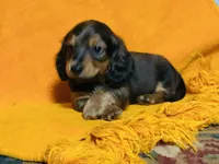 LOUIE, a male Miniature Dachshund for sale in Cave City, AR – 6 of 9