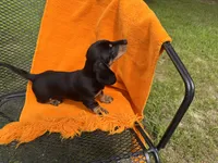 RAINY, a female Miniature Dachshund for sale in Cave City, AR – 4 of 4
