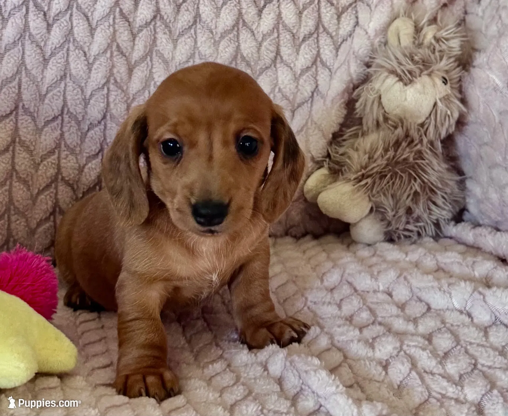 Tallulah, a female Miniature Dachshund for sale in Cave City, AR – 7 of 9