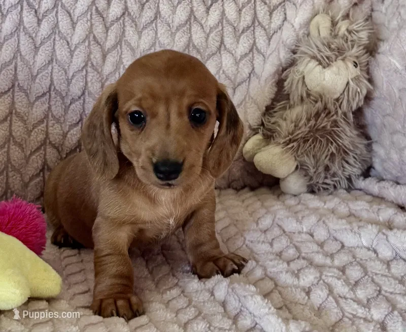 Tallulah – Miniature Dachshund puppy for sale in Cave City, AR