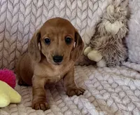 Tallulah, a female Miniature Dachshund for sale in Cave City, AR – 1 of 9