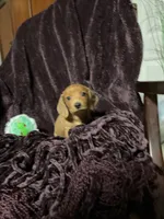Tallulah, a female Miniature Dachshund for sale in Cave City, AR – 5 of 9