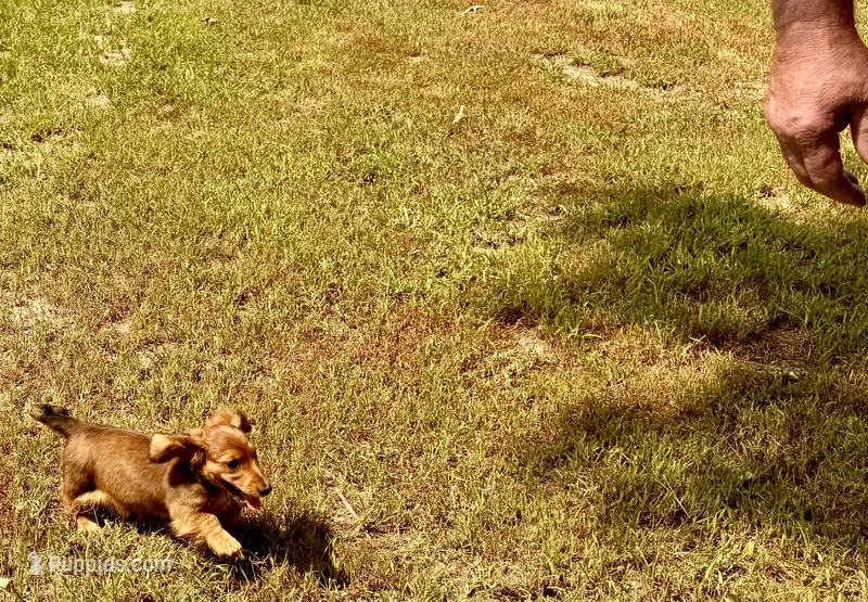 LOUIE – Miniature Dachshund puppy for sale in Cave City, AR