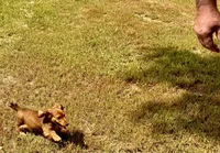 LOUIE, a male Miniature Dachshund for sale in Cave City, AR – 2 of 10